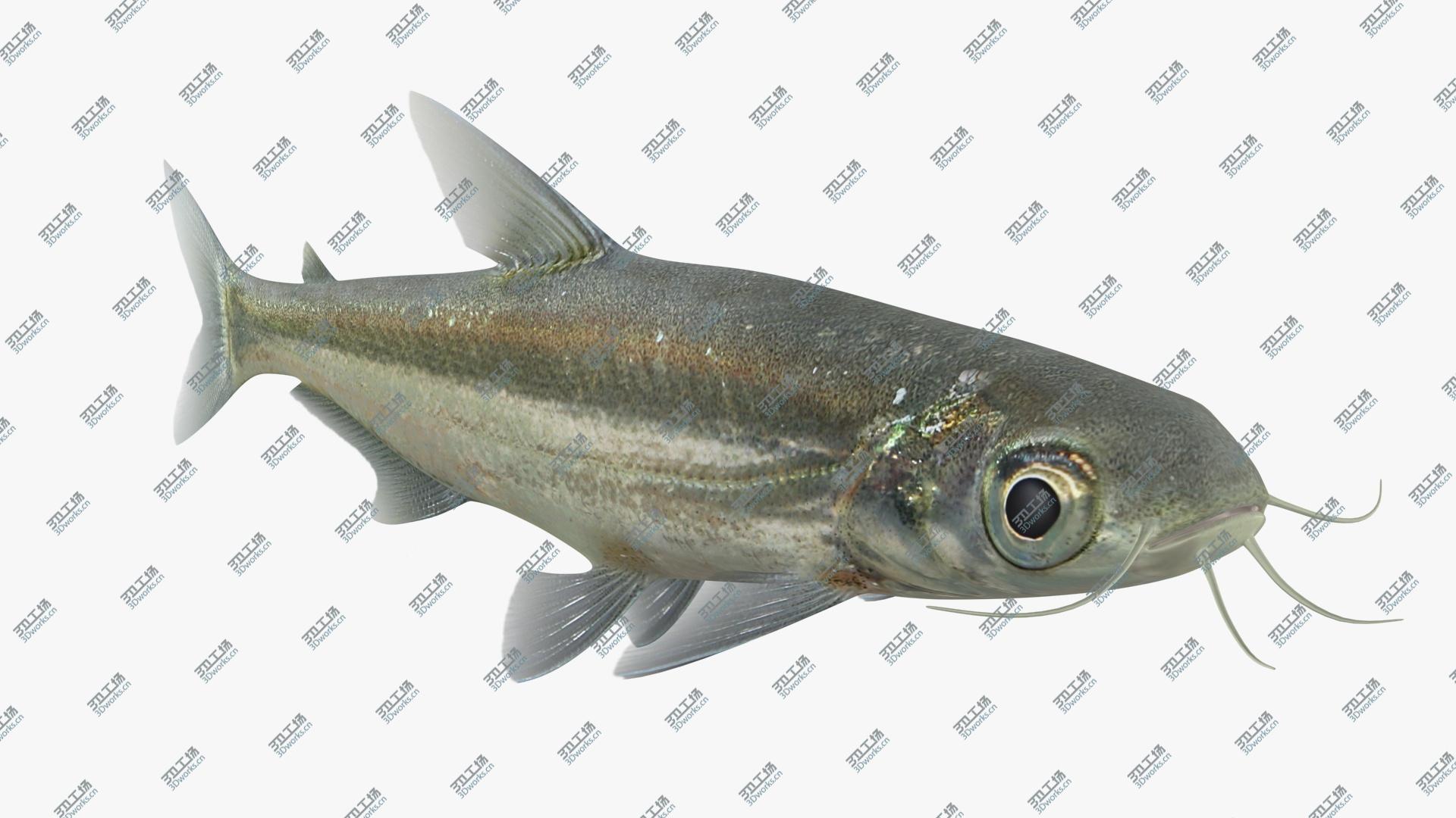 images/goods_img/2021040163/3D Iridescent Shark Animated model/2.jpg